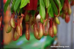 猪笼草的笼子能灌水吗，怎么长笼子