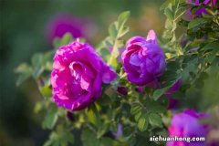 玫瑰种子什么时候播种