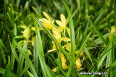 兰花没有根还能养活吗