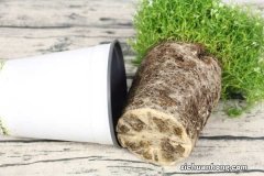 满天星可以水养吗