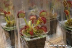 捕蝇草有毒吗，家里能养吗