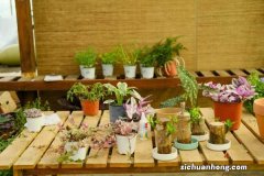 松红梅干枯后能救活吗