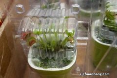 捕蝇草需要每天浇水吗，能用自来水浇吗