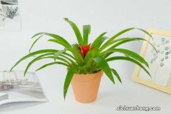 鸿运当头可以浇啤酒吗