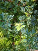 清香木秋天怎么养