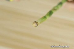 富贵竹总黄叶，是否没放对地方？这2个地方，尽量避开