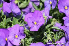 三色堇秋天怎么养