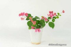 三角梅冬天怎么养