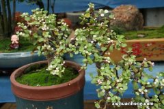 金枝玉叶怎么养