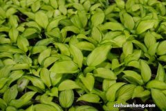 玉簪花秋天怎么养