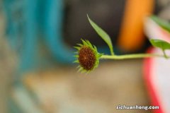 向日葵秋天怎么养