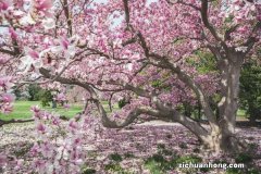 木兰花秋天怎么养