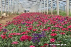 美女樱秋天怎么养