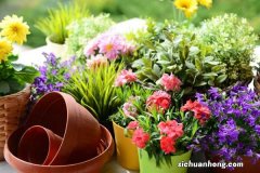 含笑花秋天怎么养