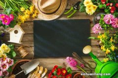 在家自制养花“育苗器”，只要一个塑料瓶，扦插7天就发芽！