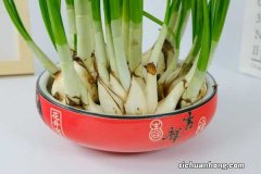 水仙花在冬天容易活吗