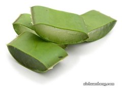 冬天芦荟会冻死吗