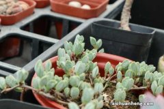 鹿角海棠冬天能开吗