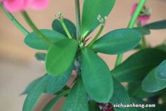 虎刺梅冬天养殖的禁忌