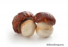 蘑菇有哪些种类