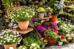 2018年开运植物大盘点！你确定不种上一盆吗？