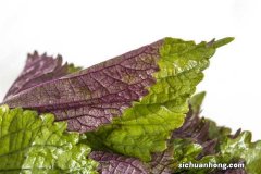 紫苏长什么样子