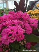 长寿花冬天养殖的禁忌