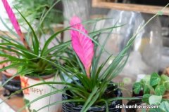 铁兰冬天能开吗