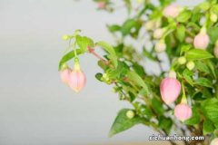 倒挂金钟夏季怎么养