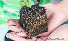 铁线莲不开花的原因