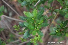 茶花杜鹃的养护方法及注意事项