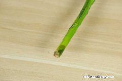 富贵竹的养殖方法