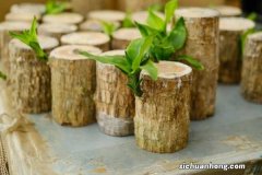 巴西木长的太高怎么办