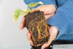 铁线莲如何度夏