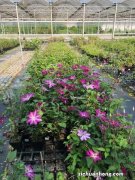 铁线莲的种植方法