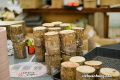 巴西木可以水培吗？