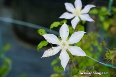 铁线莲不开花怎么办