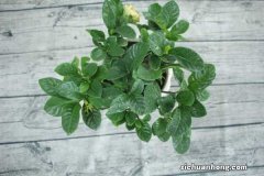 水培栀子花怎么养