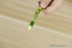 富贵竹怎么移栽