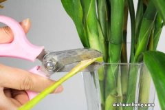 富贵竹怎么扦插