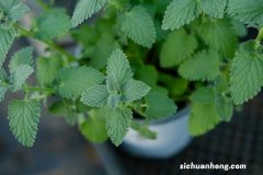 香草植物播种要注意什么