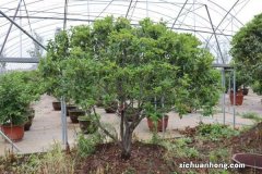 桂花这些枝赶紧掐，1个月后开花多到爆，香气飘10里！