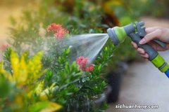 给花喝点洋葱水，2天蚊虫全死光，花朵猛开撑爆盆！