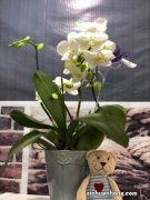 蝴蝶兰怎么施肥