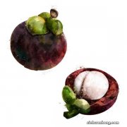 山竹种子怎么种植