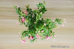 倒挂金钟烂根了怎么办