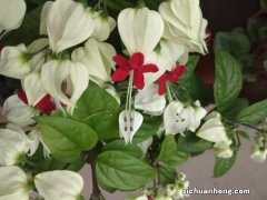 龙吐珠花怎么剪枝繁殖