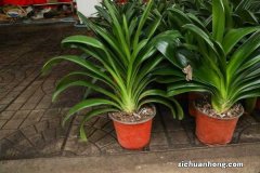 君子兰砍1刀，10天冒出6个芽，变成群兰盆都塞不下！