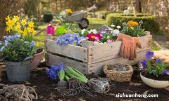 那些和植物有关的骗术