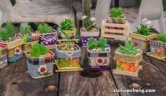 适合春季播种的10种植物